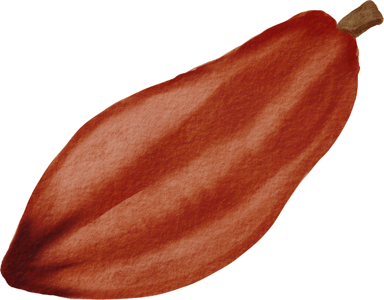 cutout cacao fruit simplicity watercolor painting. png