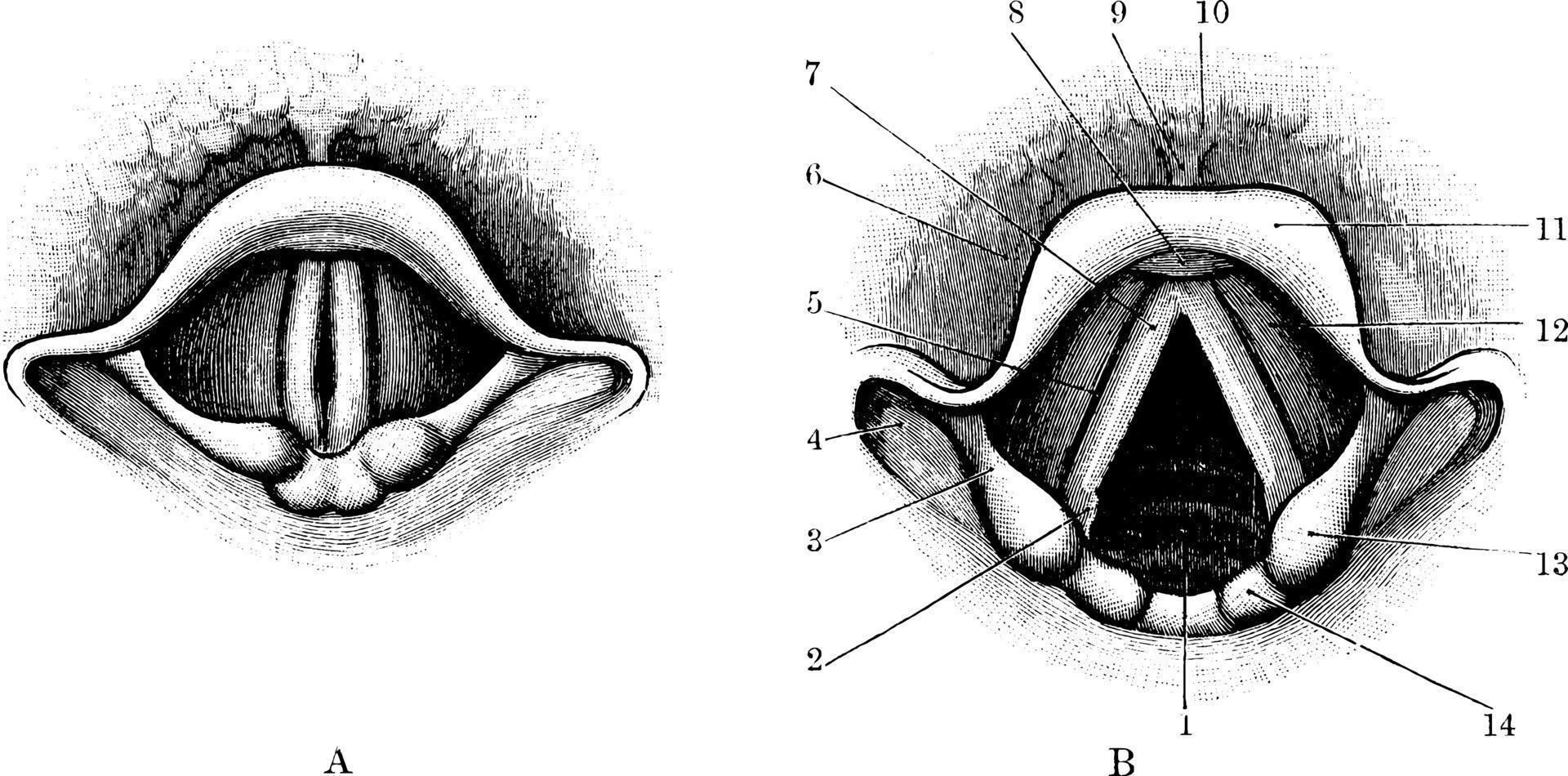 cavidad de la laringe a través del laringoscopio, ilustración antigua. vector