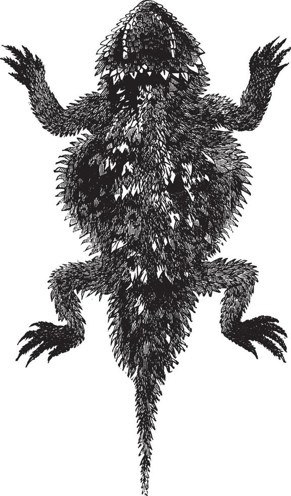 Douglas phrynosoma, vintage illustration. vector