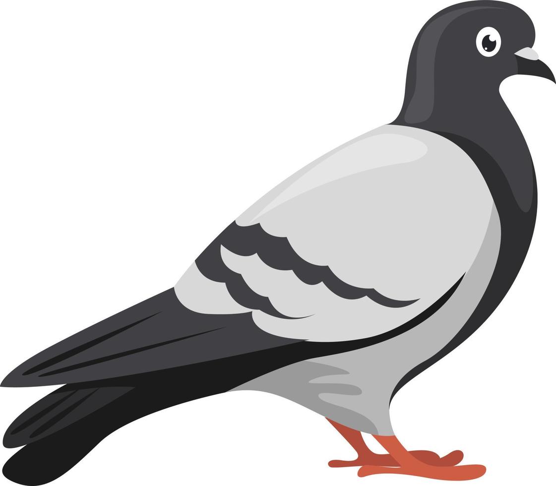 Pigeon, illustration, vector on white background