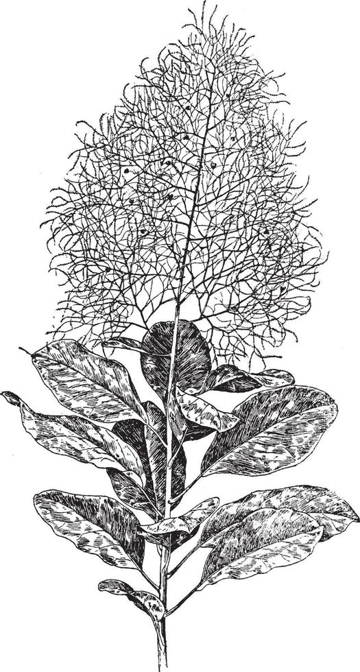 Cotinus Coggygria vintage illustration. vector