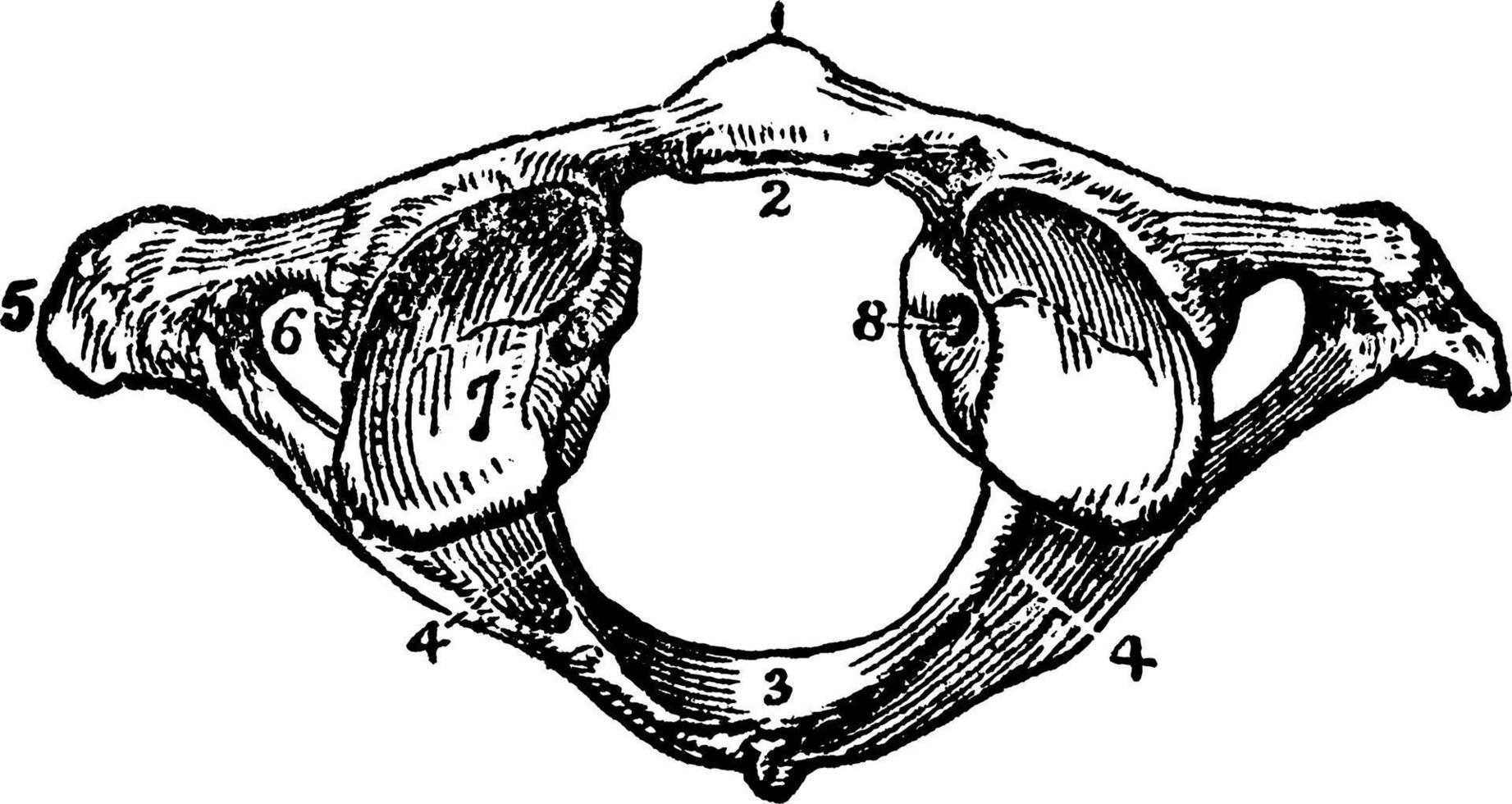 The Atlas Vertebra, vintage illustration. vector