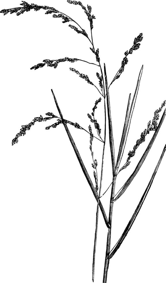 Meadow Spear Grass vintage illustration. vector