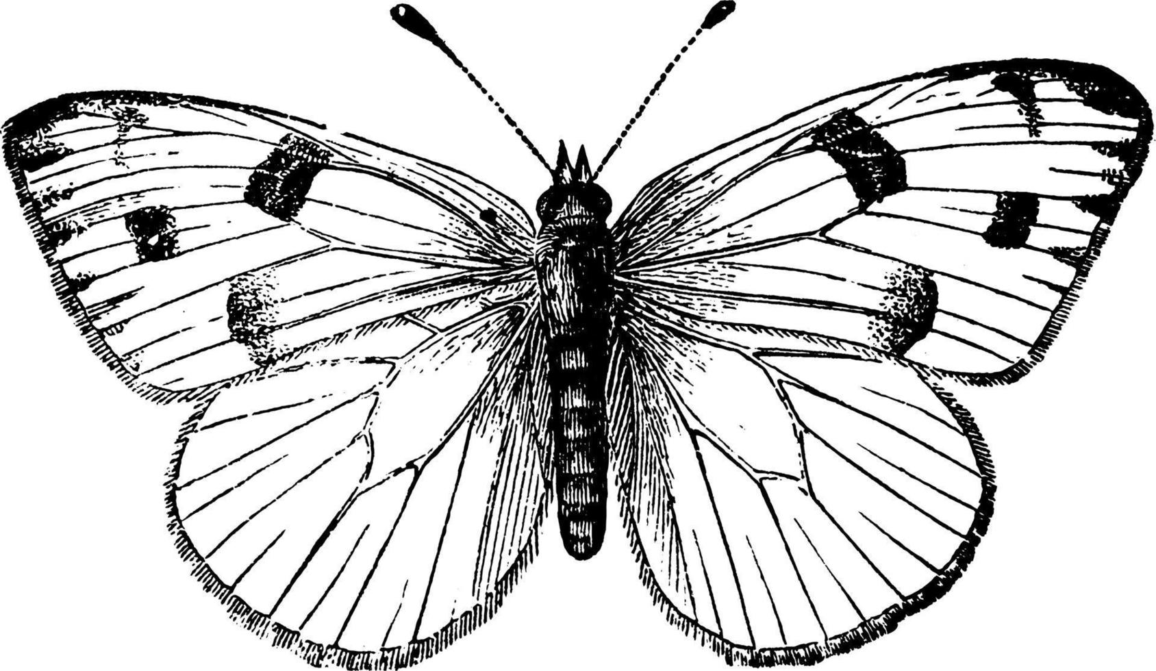 Checkered White Butterfly, vintage illustration. vector