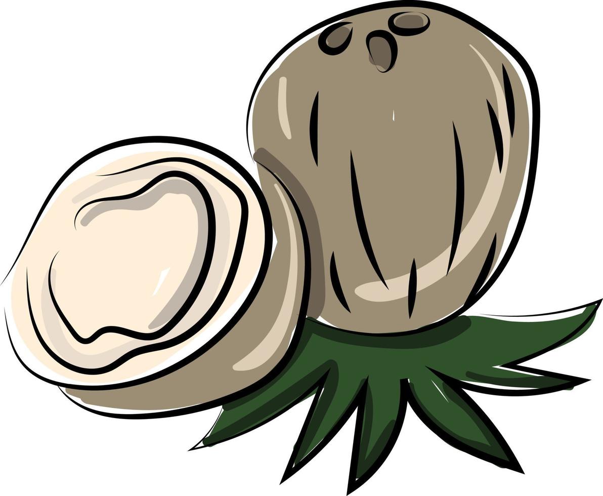 Coconut cut in half, illustration, vector on white background.