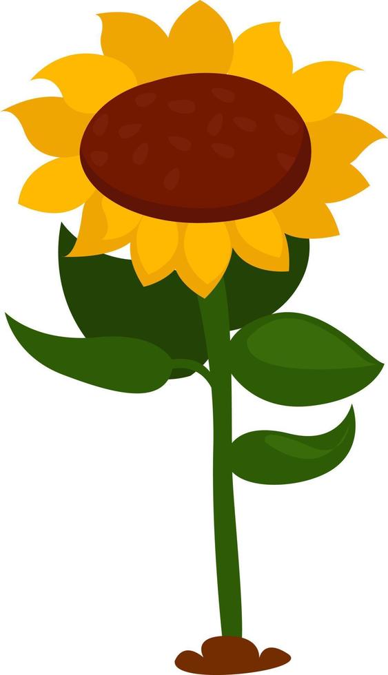 Yellow sunflower, illustration, vector on white background