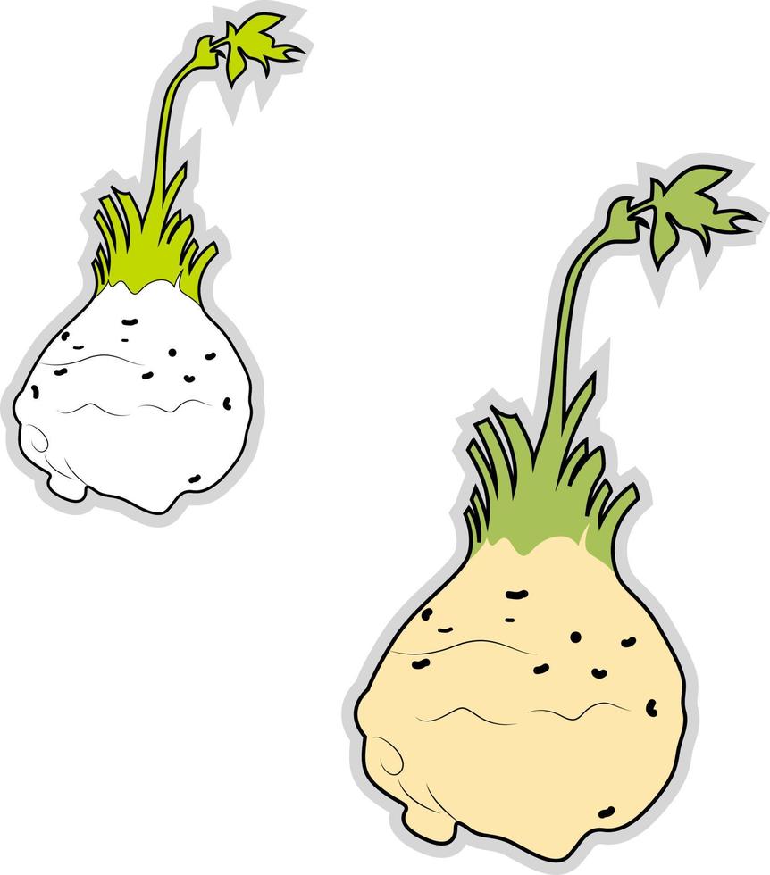 Fresh celeriac, illustration, vector on white background.