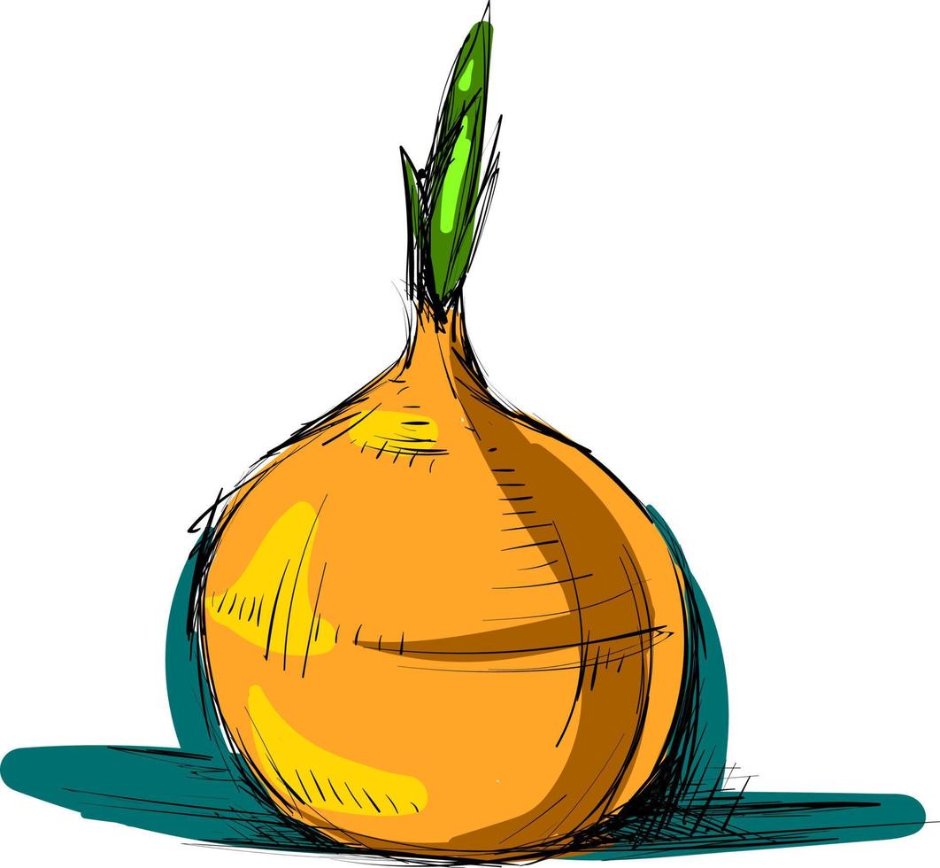 Onion drawing, illustration, vector on white background.
