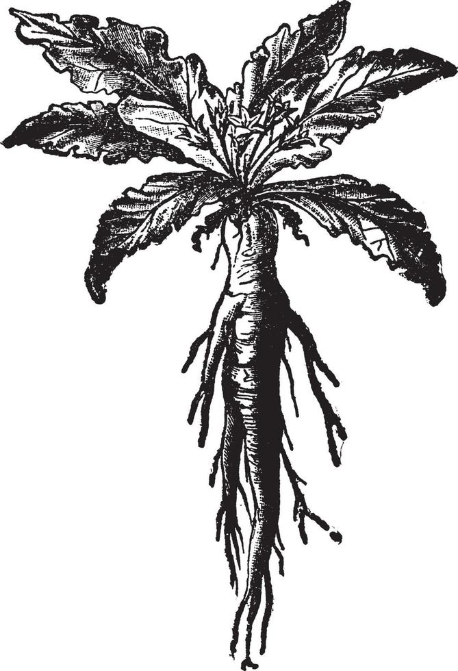 Mandrake vintage illustration. vector
