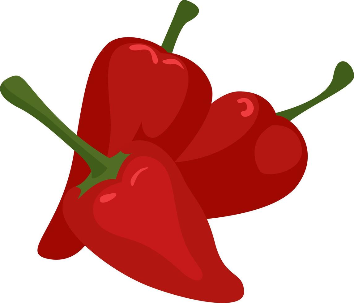 Piquillo pepper, illustration, vector on white background