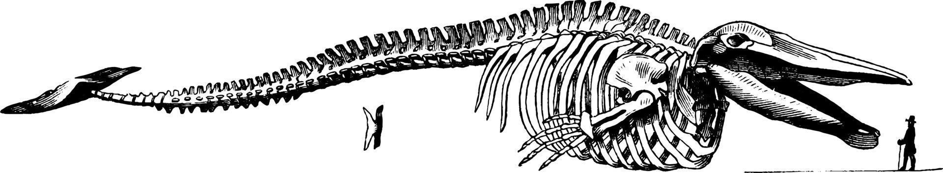 Whale skeleton, vintage illustration. vector