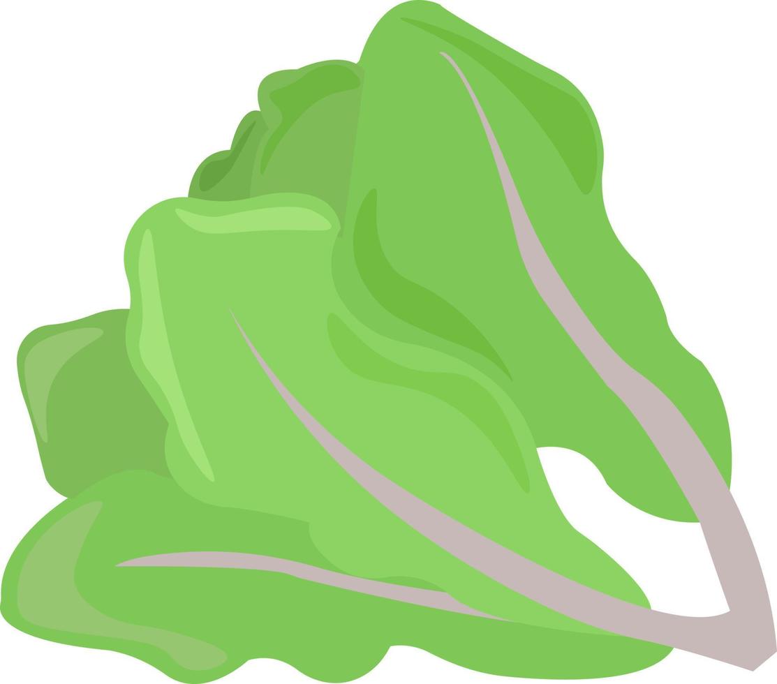 lechuga, ilustración, vector sobre fondo blanco.