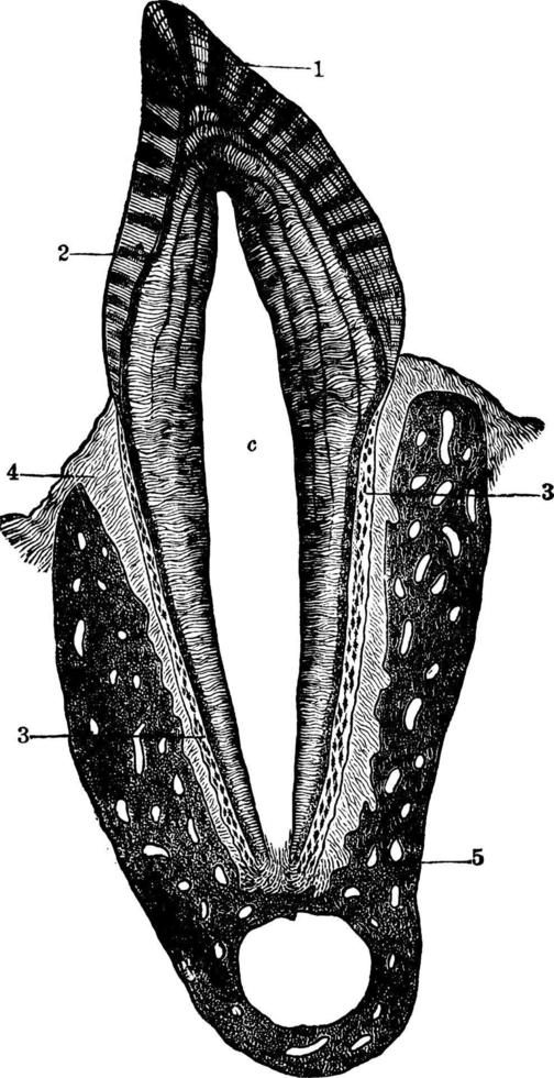 sección transversal de un diente humano, ilustración antigua. vector