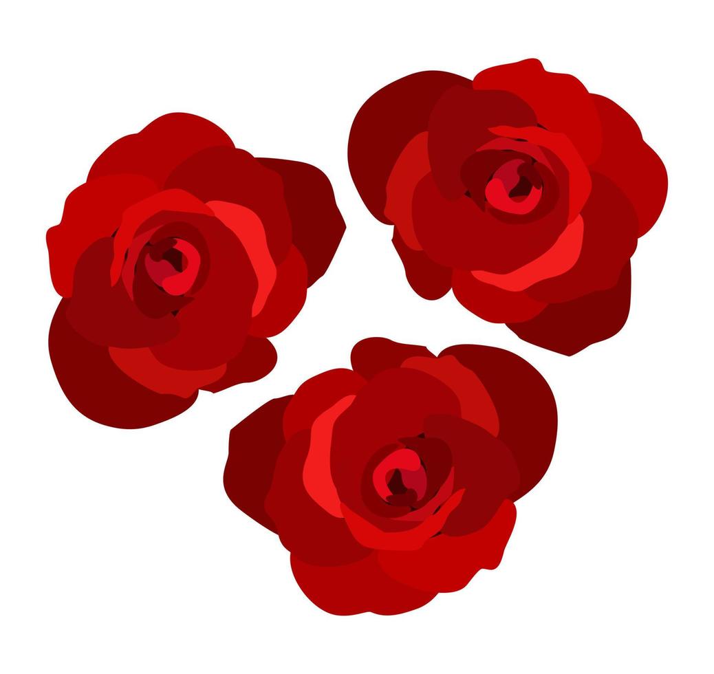 Three red roses. Vector isolated illustration.