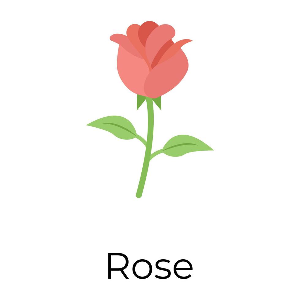 Trendy Rose Concepts vector