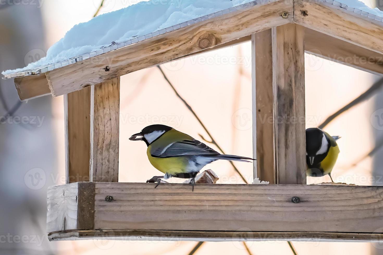 Feeding birds in winter. Cute garden birds Great Tits eat nutritious seeds photo