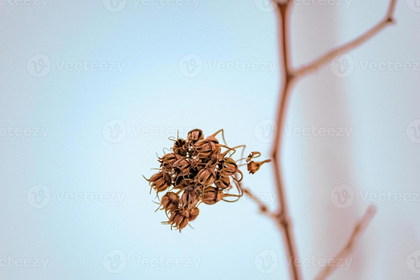 Dry plant branches. Brown branches in late autumn. photo