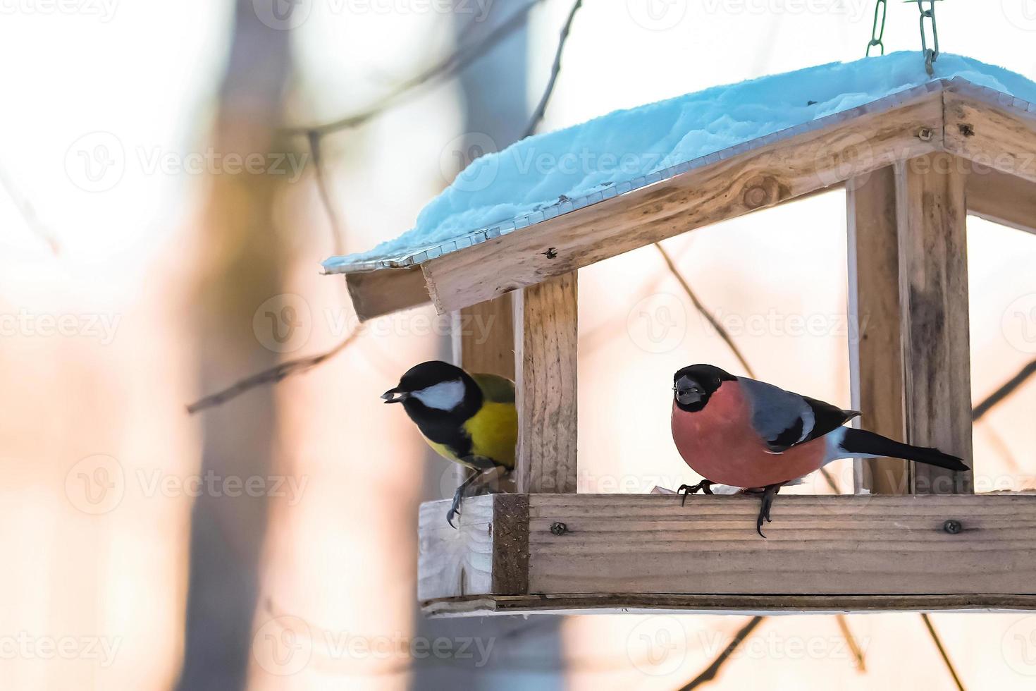 Feeding birds in winter. Garden birds Great Tit and Bullfinch eating seeds from wooden feeder. photo