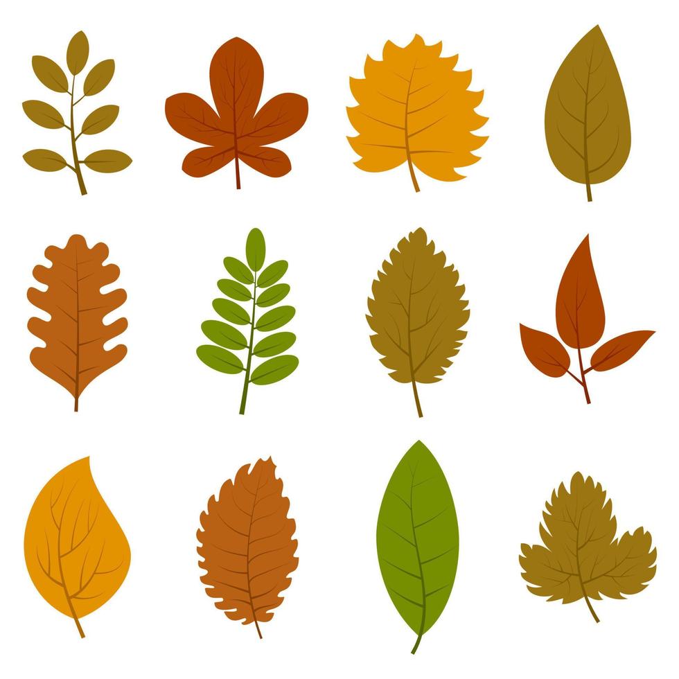 Set of twelve different autumn leaves isolated on white background. Vector illustration.