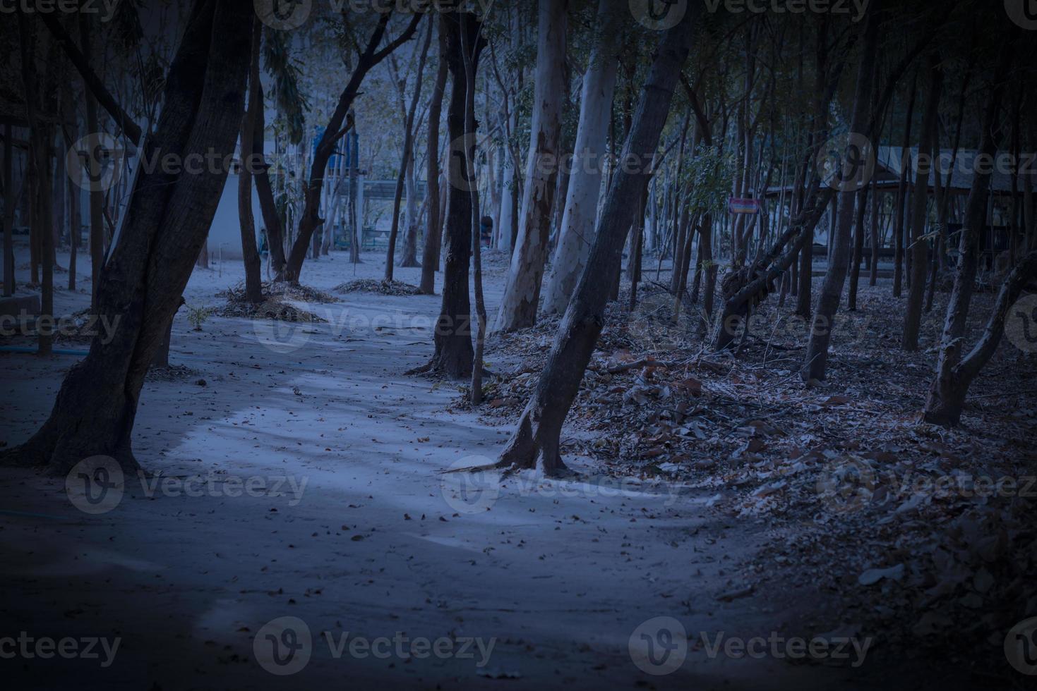Fairy mystery forest Mysterious atmosphere Paranormal, another world A stranger in a foggy forest Scary dark park Background for wallpaper. photo