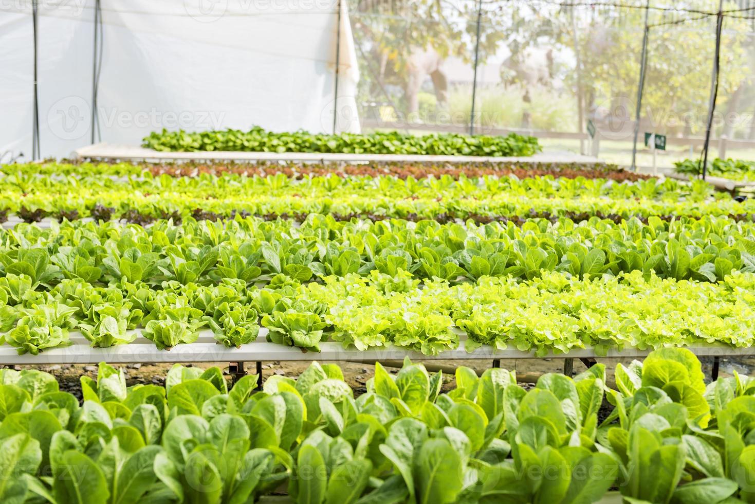 Granja de cultivo de hortalizas hidropónicas orgánicas con luz suave. foto