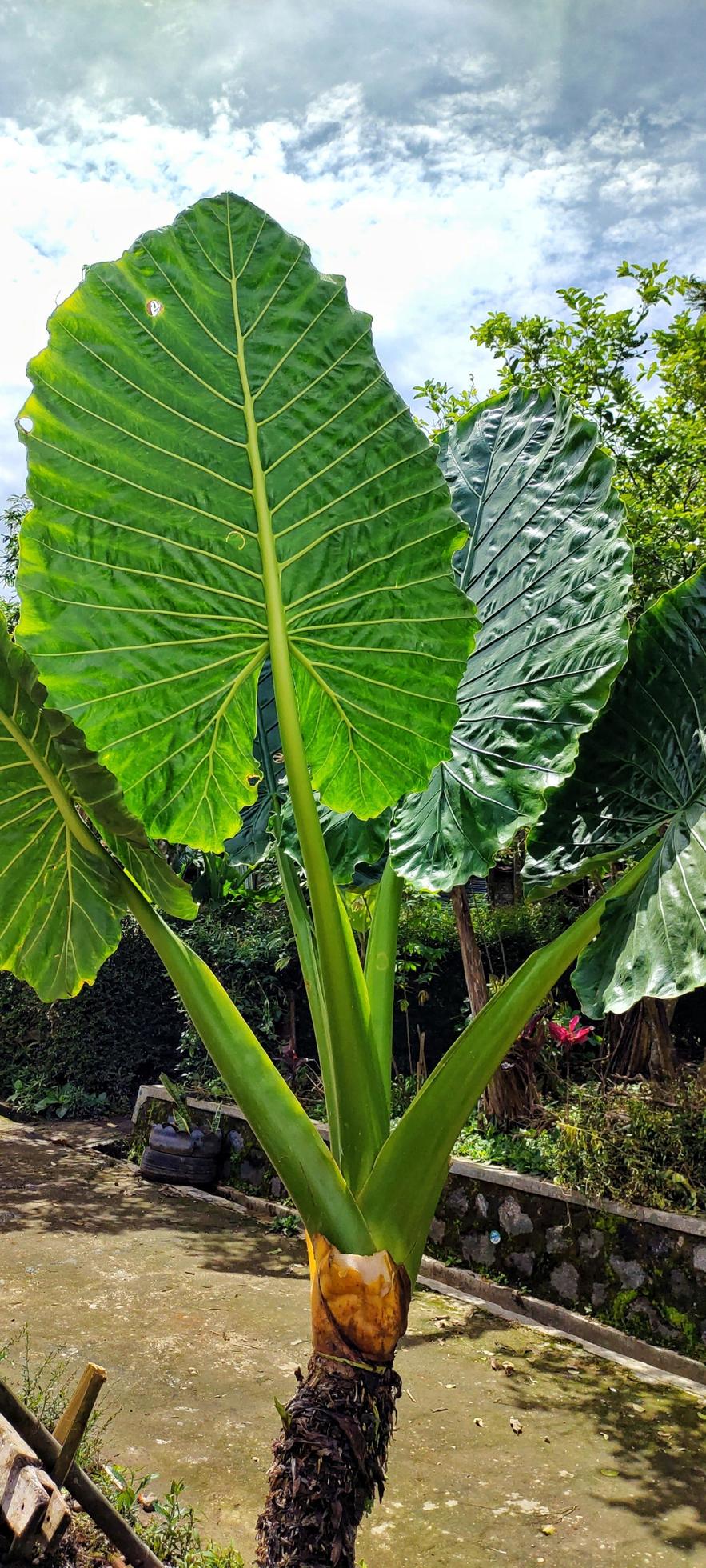 Giant taro plant portrait 13900218 Stock Photo at Vecteezy
