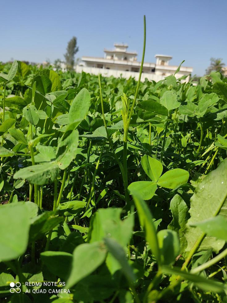 a large mustard plants in Agriculture land in Pakistan photo