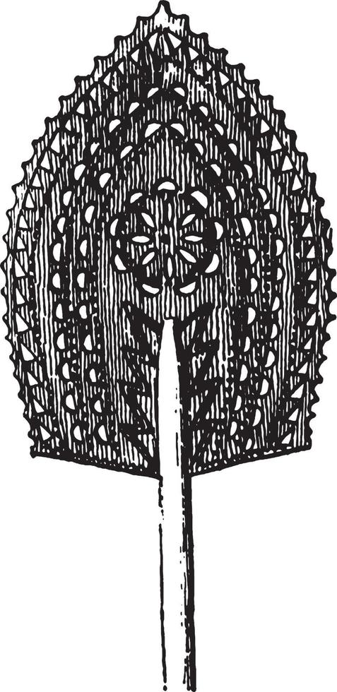 ventilador samoano, ilustración vintage. vector