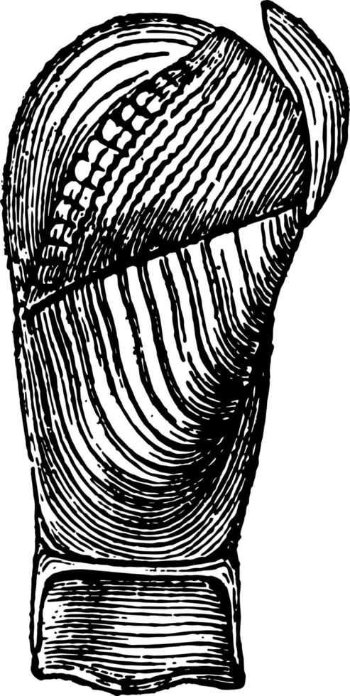 Pholas Papyracea vintage illustration. vector
