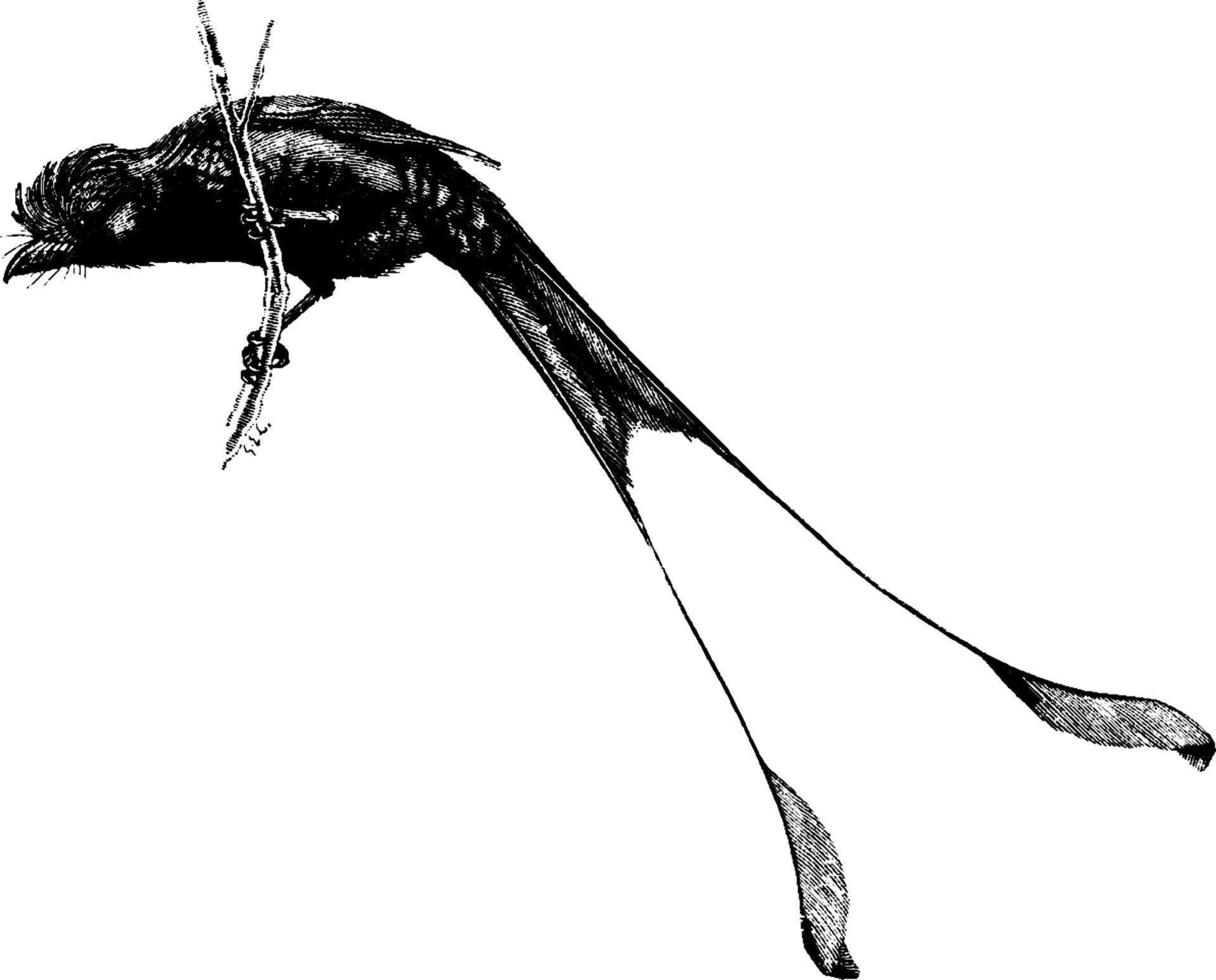 drongo, ilustración antigua. vector
