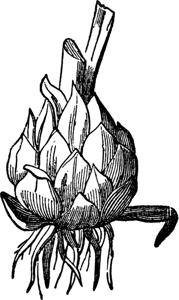 Bulbous Root vintage illustration. vector