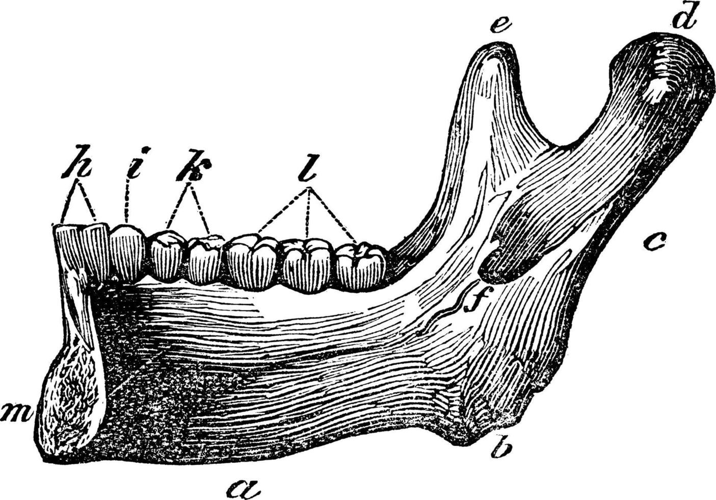 Lower Jaw, vintage illustration. vector
