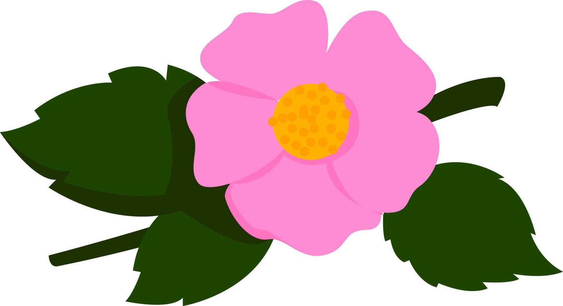 flor rosa, ilustración, vector sobre fondo blanco.