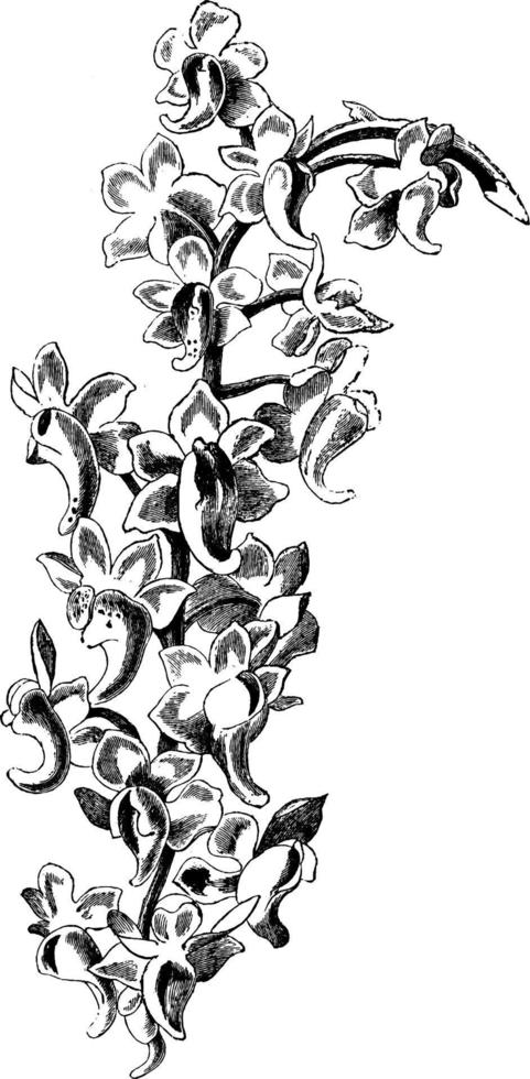 aerides odoratum flores ilustración vintage. vector