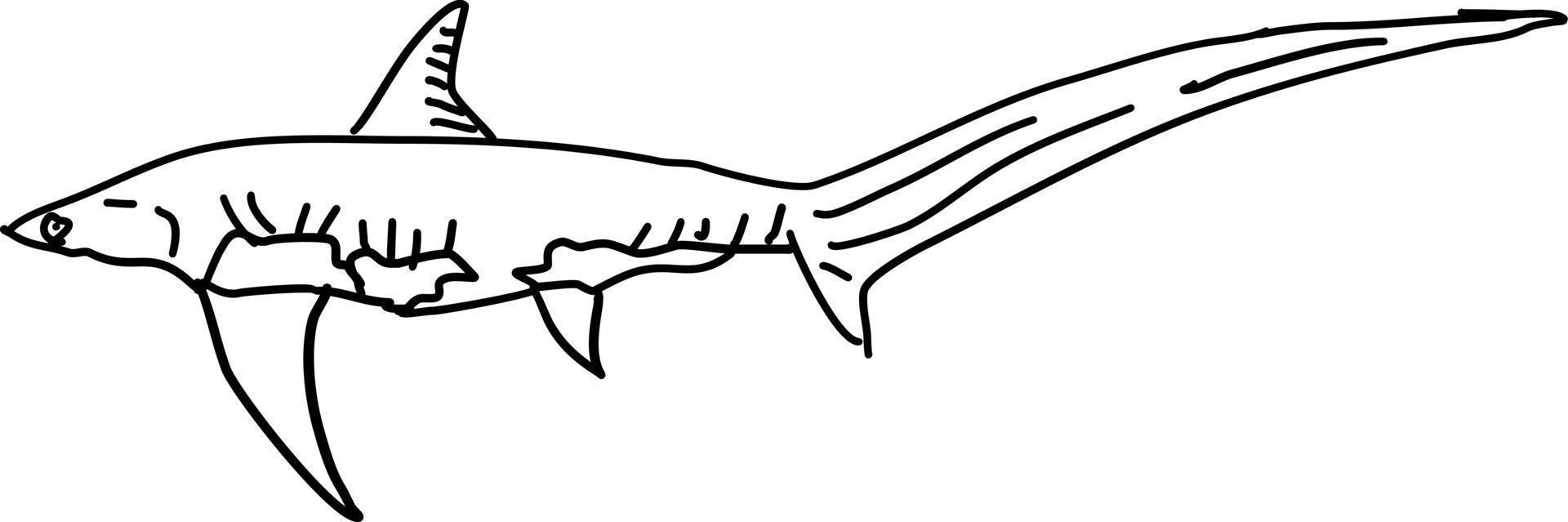 Shark drawing, illustration, vector on white background.