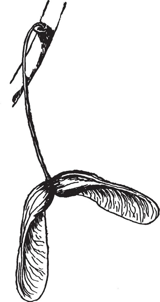 Red Maple Seed vintage illustration. vector
