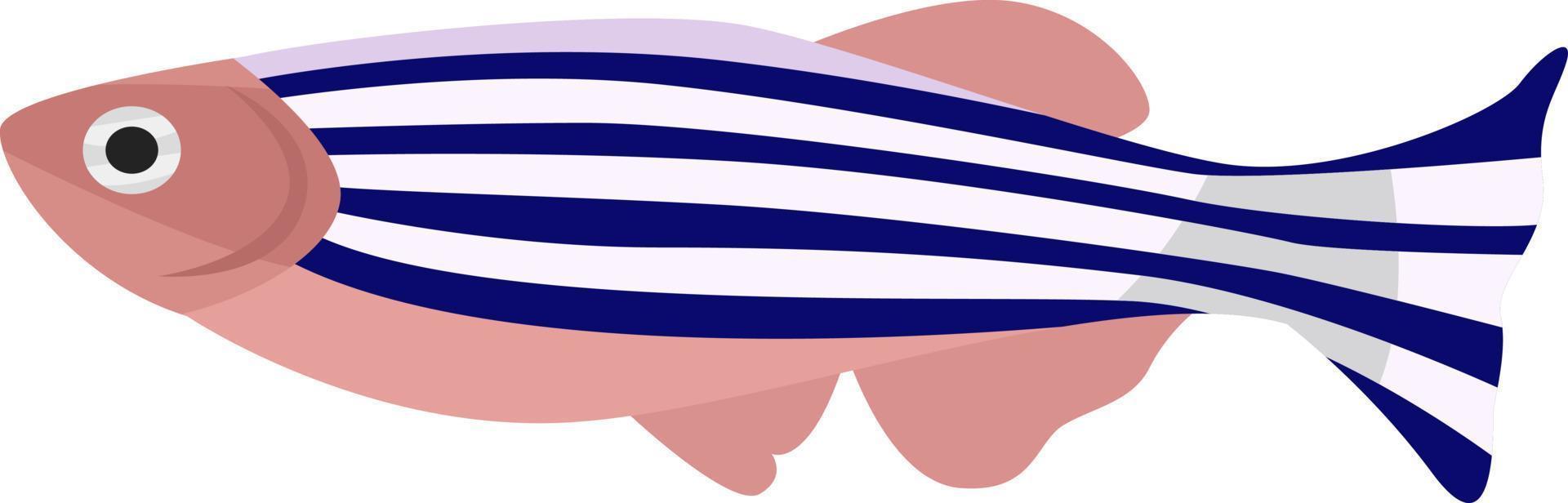 Zebra fish, illustration, vector on white background