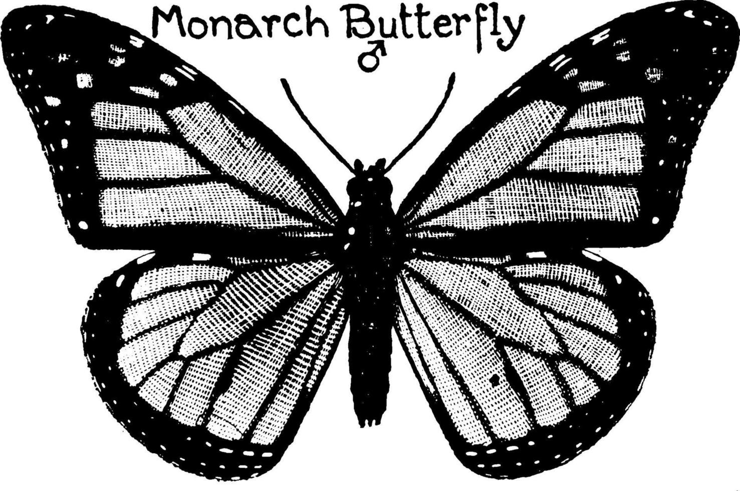 Monarch Butterfly, vintage illustration. vector