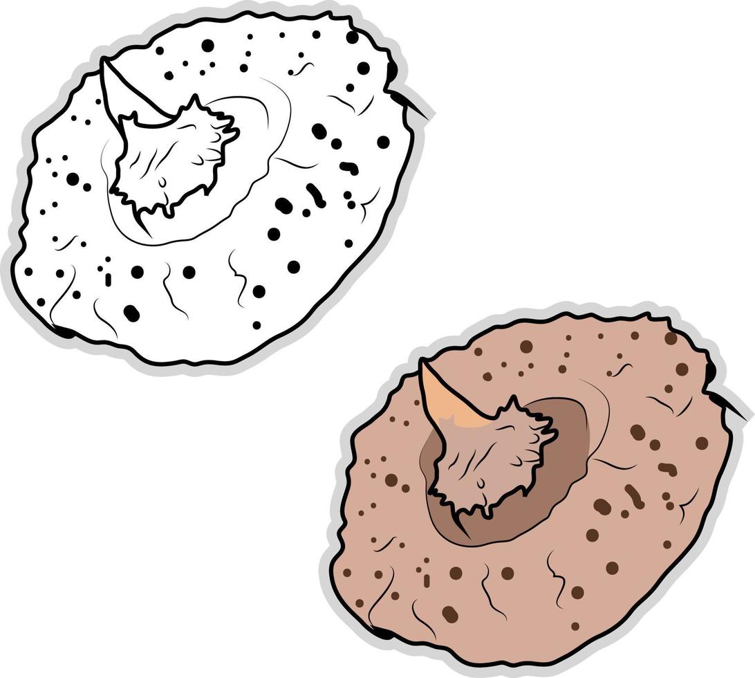 Fresh konjac, illustration, vector on white background.