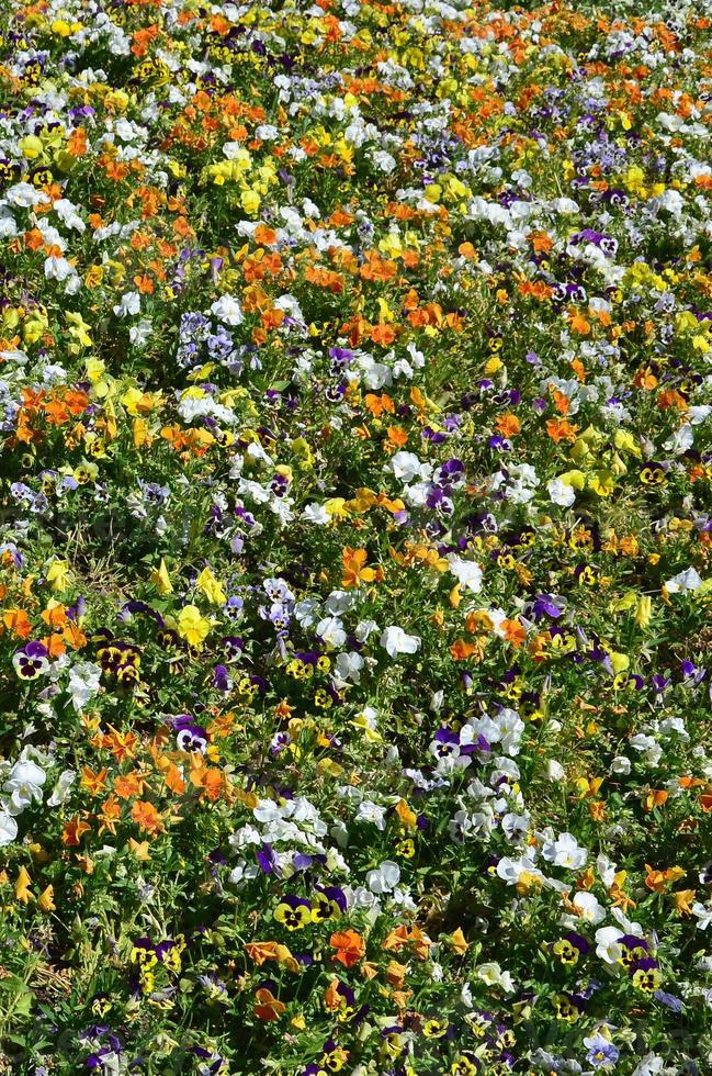 la textura de un gran número de diferentes flores de colores plantadas en  un lecho de flores 13902073 Foto de stock en Vecteezy