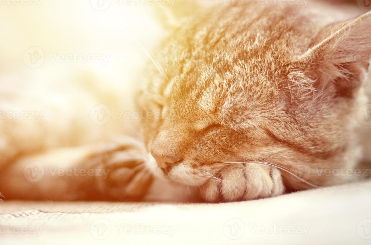 Close up of a sad and lazy tabby cat napping on the couch outdoors in evening photo