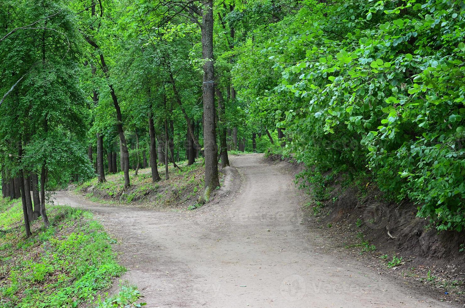 Divergence of paths in the forest. Crossroads among many trees photo