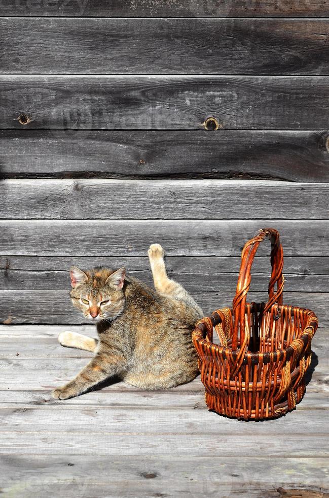 A thick cat is located next to an empty wicker basket lies on a wooden surface photo