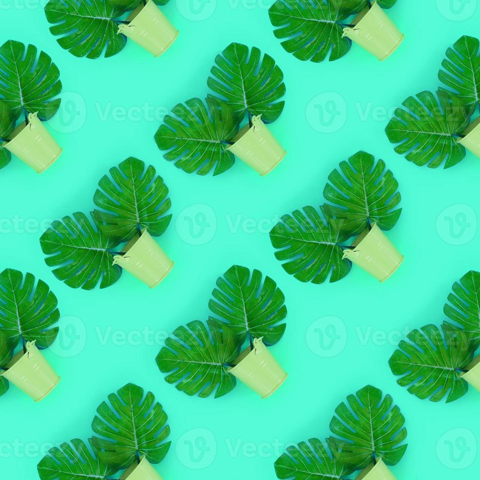 Tropical palm monstera leaves lies in a pastel pails on a colored background. Flat lay trendy minimal pattern. Top view photo