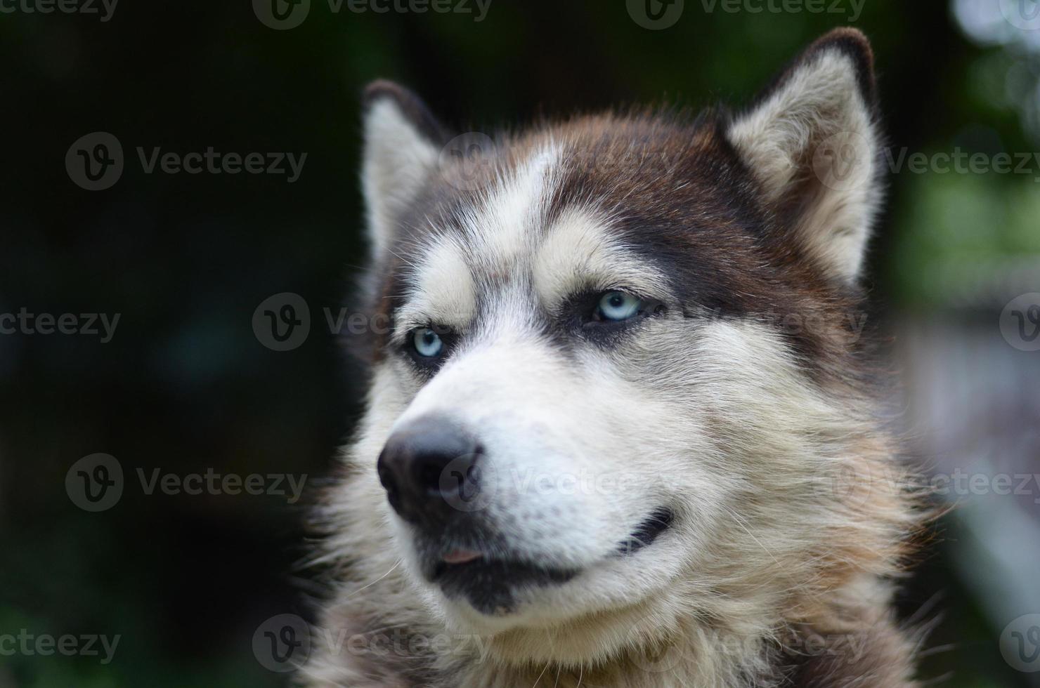 Arctic Malamute with blue eyes muzzle portrait close up. This is a fairly large dog native type photo