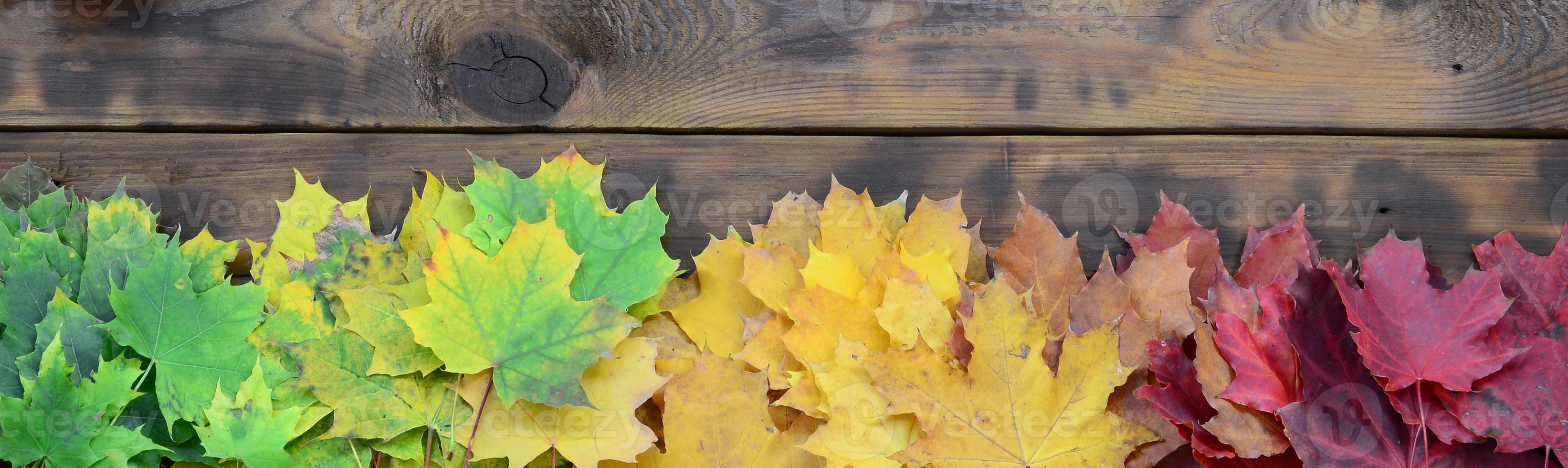 Composition of many yellowing fallen autumn leaves on a background surface of natural wooden boards of dark brown color photo