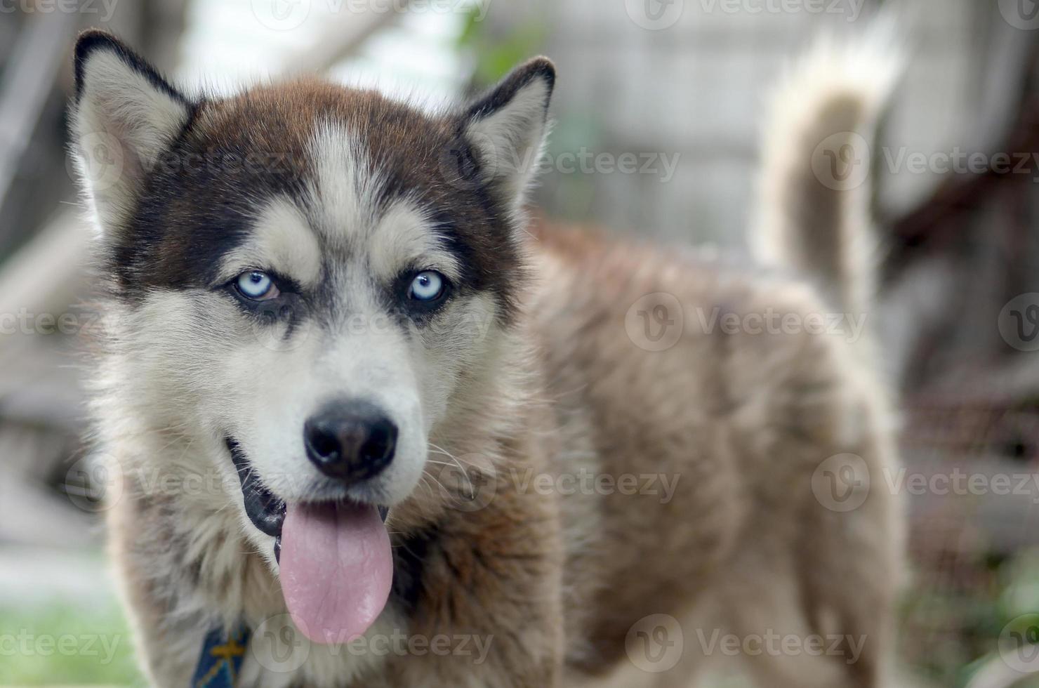 Arctic Malamute with blue eyes muzzle portrait close up. This is a fairly large dog native type photo