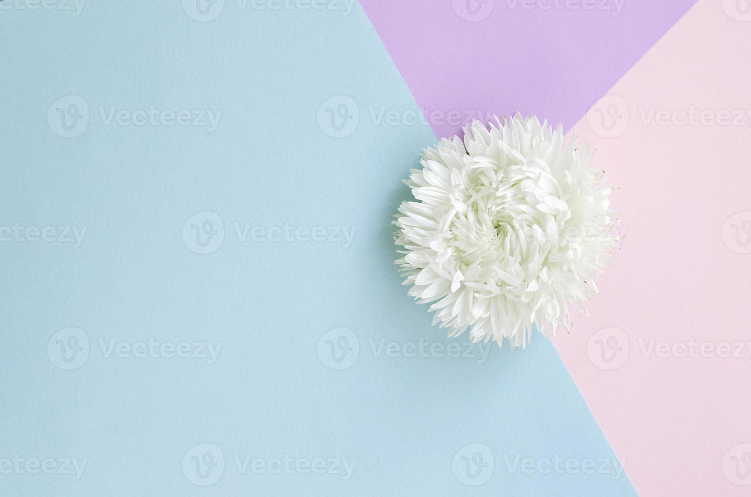 flor de crisantemo blanco sobre fondo azul pastel rosa y lila vista superior foto