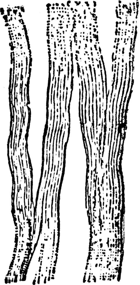 Connective Tissue, vintage illustration. vector