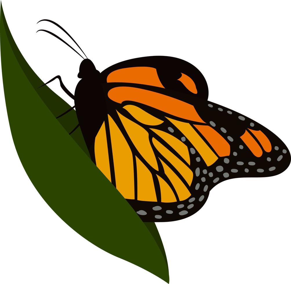 Butterfly on leaf, illustration, vector on white background